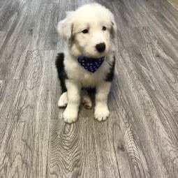 哼哼唧唧宠物生活馆:南京市鼓楼区