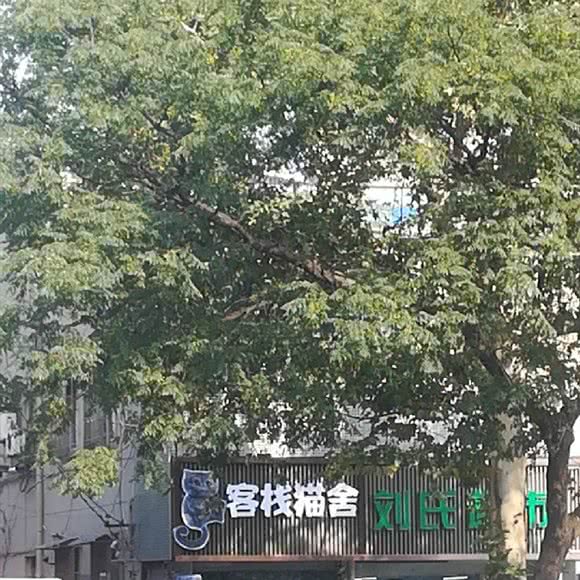 南京宠物猫旅店猫舍:南京市鼓楼区
