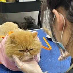 俏宠家宠物生活馆(盛泉新城店):南京市浦口区