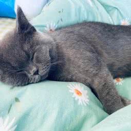 汪星人宠物:南京市浦口区