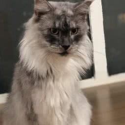 POKEMO缅因猫舍:南京市浦口区