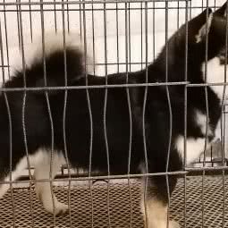 追梦者柴犬舍(君子兰花园店):南京市栖霞区