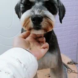 Dream Chaser 精品狗狗:南京市雨花台区