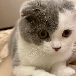 宠享家宠物会所:南京市江宁区