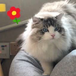 泡泡糖宠物店:南京市江宁区