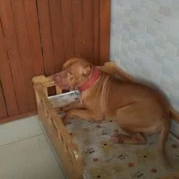 赛能宠物主题乐园寄养:南京市江宁区