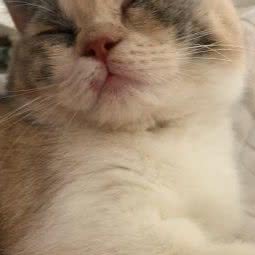 坨坨喵猫舍:南京市江宁区