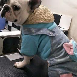 未来宠物店:南京市六合区