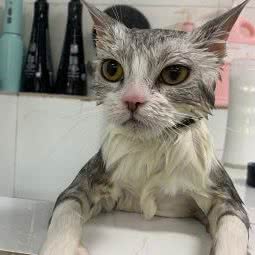 犬之屋宠物:无锡市锡山区