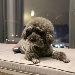 派多格宠物(春江花园店):无锡市锡山区