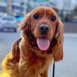 宠心宠物诊所:太原市万柏林区迎泽西大街附近