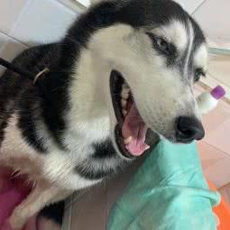 萌宠驾到宠物俱乐部:无锡市梁溪区