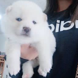 无锡太湖犬舍:无锡市梁溪区