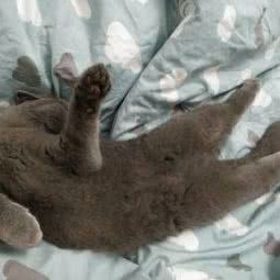 7号宠物馆:无锡市新吴区