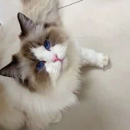 波比宠物:无锡市江阴市