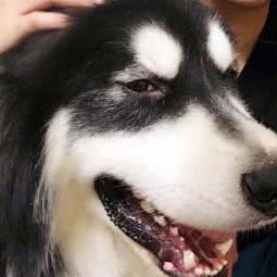 萌宠物语:北京城区朝阳区百子湾附近