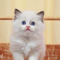 大怪兽宠物生活馆:无锡市江阴市