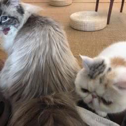 三味喵屋(澄江福地店):无锡市江阴市