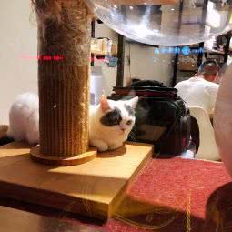 猫先森:无锡市江阴市