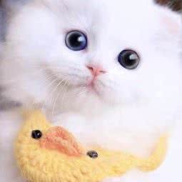 哈雷宠物诊所:无锡市江阴市