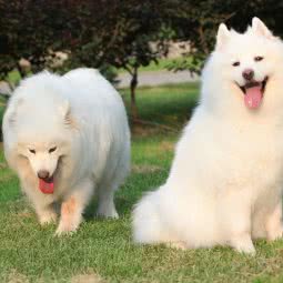 大姐爱宠:北京城区朝阳区百子湾附近