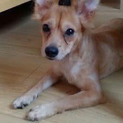 文心宠物诊所:无锡市宜兴市