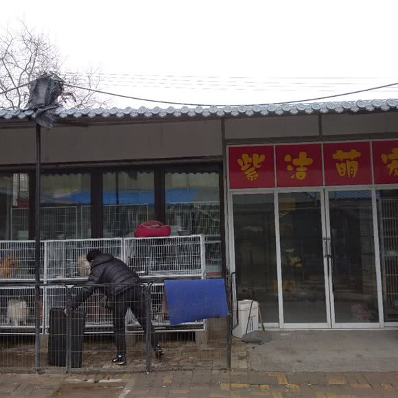 紫洁萌宠:徐州市云龙区