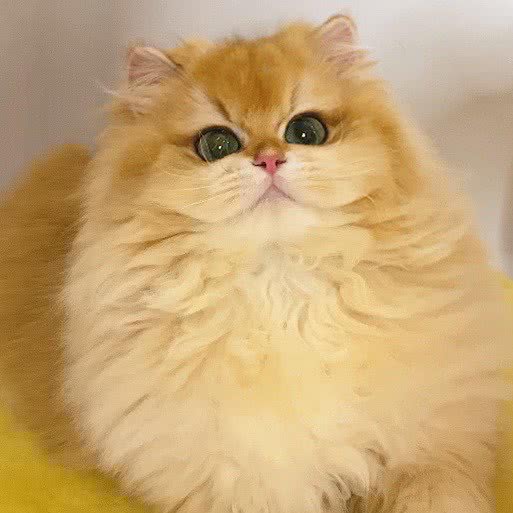 喵奴文化·一家猫店:太原市万柏林区长风商务区附近