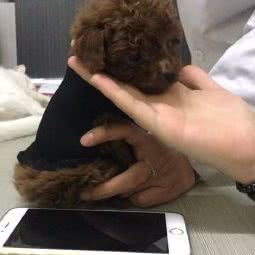 百宠汇宠物医院:徐州市泉山区