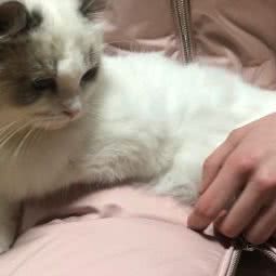 喵生至上猫咪生活馆:徐州市丰县