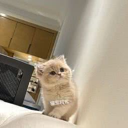 猫宠时光(名猫舍):太原市万柏林区长风商务区附近