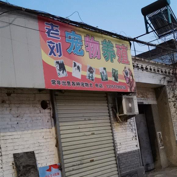 老刘宠物养殖:徐州市丰县