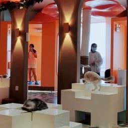 撸猫馆:太原市万柏林区长风商务区附近