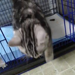 瑞佳宠物医院:太原市万柏林区长风商务区附近