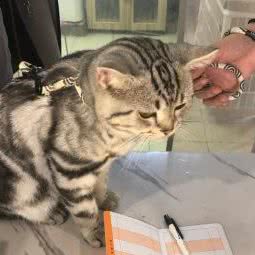 哈皮宠物:徐州市新沂市