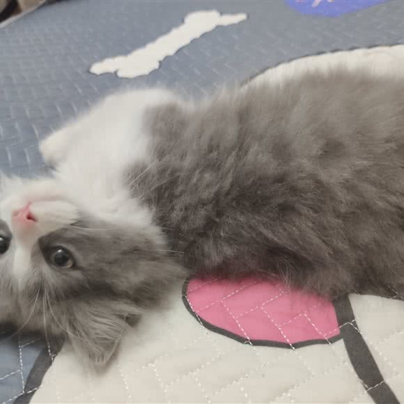 撸猫聚集地:徐州市新沂市