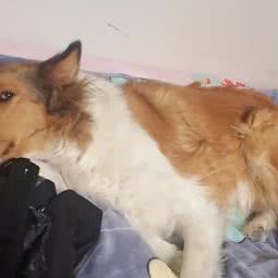 宠迪宠物诊所:徐州市新沂市