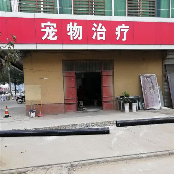 宠物治疗:徐州市新沂市