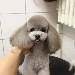 米果宠物美容工作室:北京城区朝阳区百子湾附近