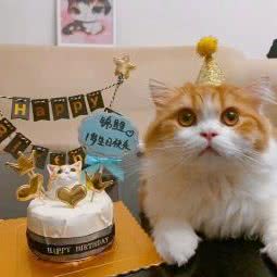 酷狗宠物酷猫工作室:徐州市邳州市