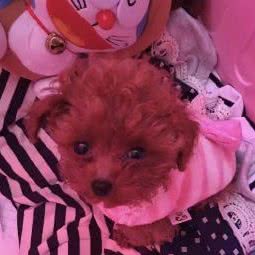 和天下茶杯犬舍:徐州市邳州市