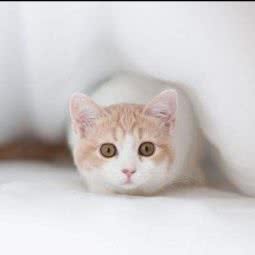 圣宠宠物(百子湾宠物剧场店):北京城区朝阳区百子湾附近