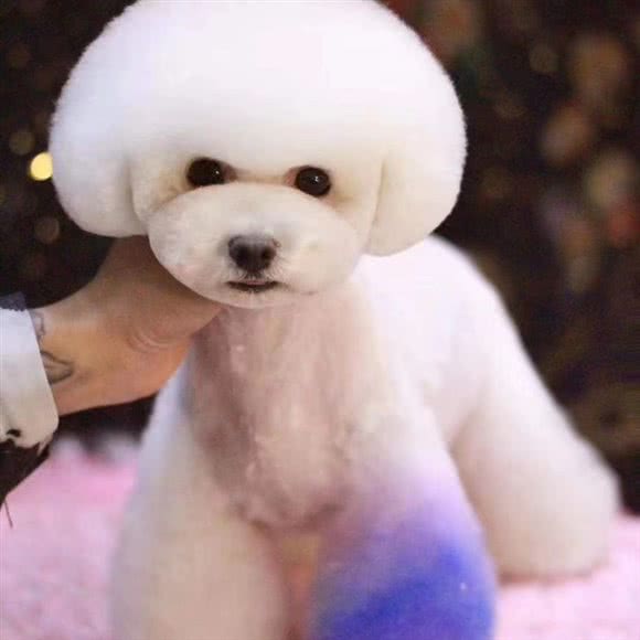 Ya.Boo宠物生活馆:太原市万柏林区和平南路附近