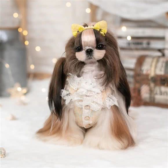 开心宠物生活馆:常州市新北区