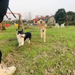 George Pet Park查尔斯宠物乐园:常州市武进区