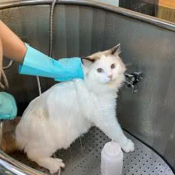 PETKIT小佩宠物狗:常州市武进区