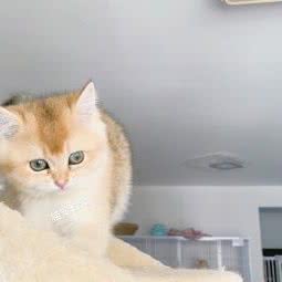 猫宠时光名猫舍:太原市万柏林区和平南路附近