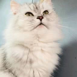 多多宠物:常州市金坛区