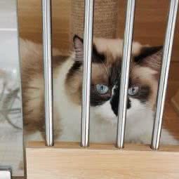 米艾宠物:太原市万柏林区千峰南路附近