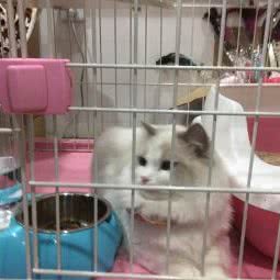 优宠部落宠物店:太原市万柏林区千峰南路附近